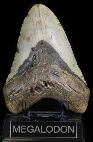 Large, Megalodon Tooth - North Carolina #42297